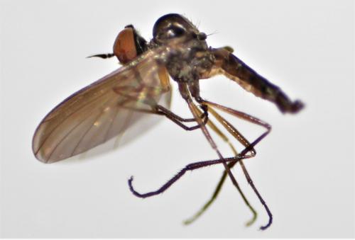 Réf. 247 206 : Rhamphomyia caliginosa